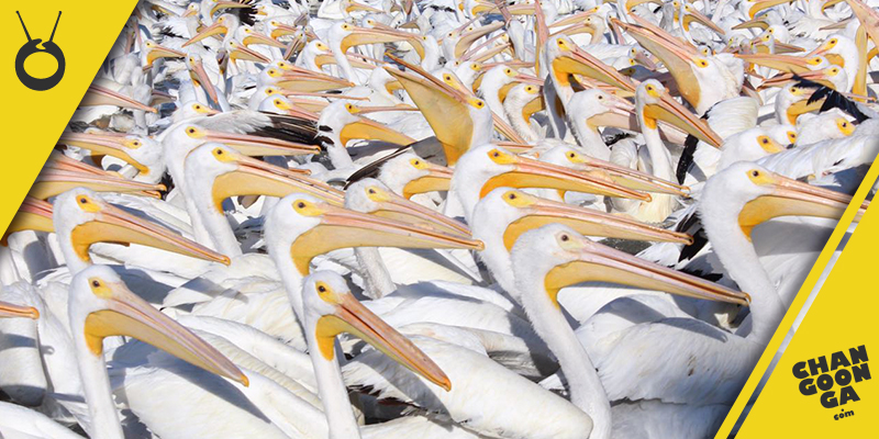 pelicano-borregón-Michoacán-Cojumatlán-de-Régules-1