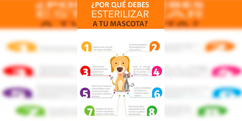 Chécate-La-Jornada-De-Esterilización-Masiva-Para-Perros-Y-Gatos-3