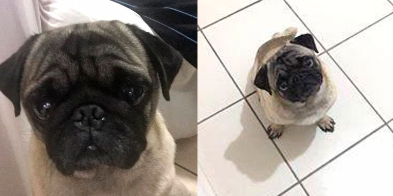 #Denunciamesta-se-robaron-a-mi-perro