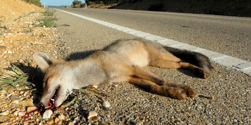 coyote-peligro-de-extinción-Guanajuato