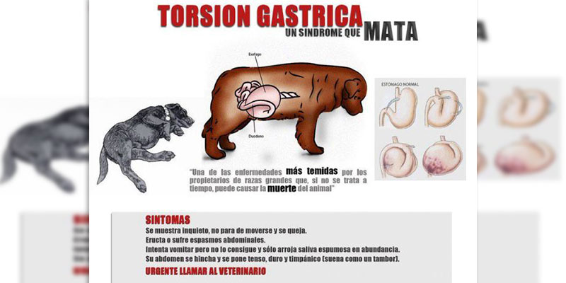 torsion-gastrica-perros-enfermedad