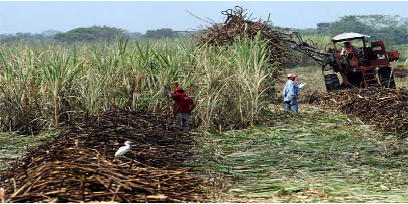caña-Michoacán-azúcar-produce