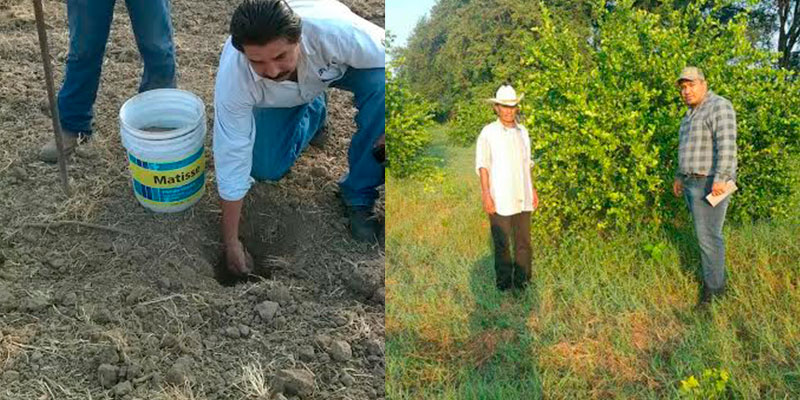Brinda-Sedrua-asistencia-técnica-a-productores-de-limón-en-Michoacán