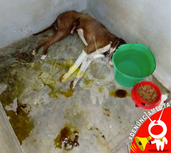 #Denunciamesta-perros-muertos-control-canino-Morelia-5
