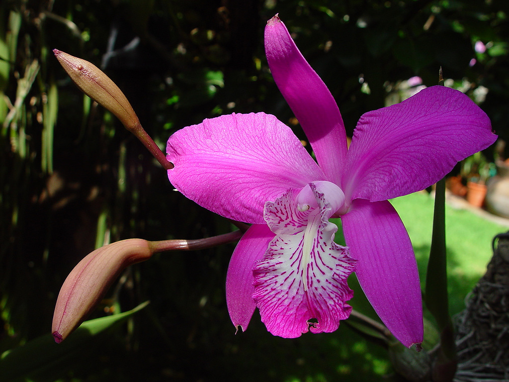 Laelia speciosa orquídea Michoacán México