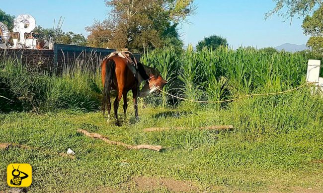 caballo