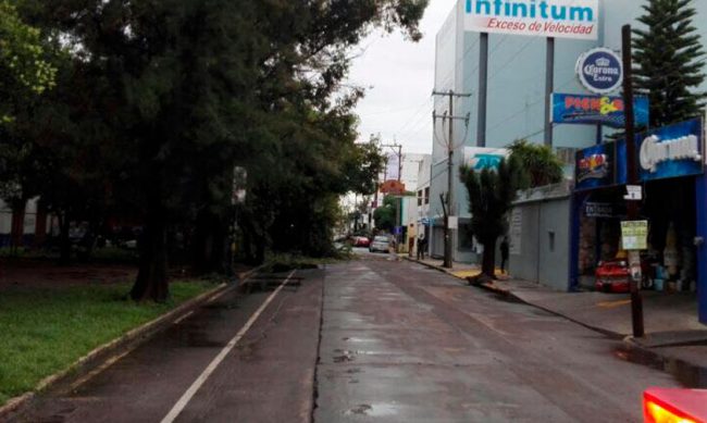 caida-arbol-Morelia-3