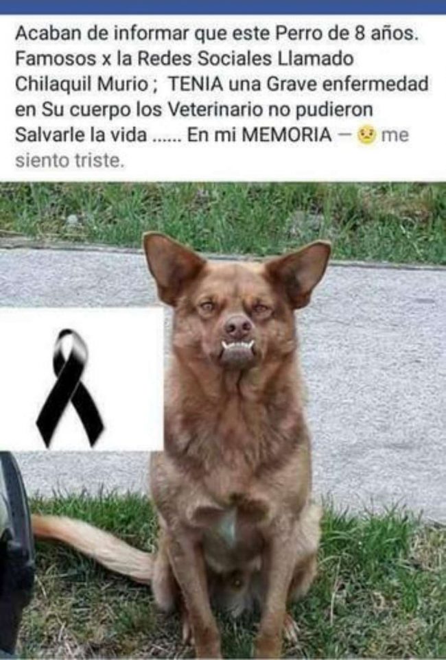 chilaquil-muerte-murcy