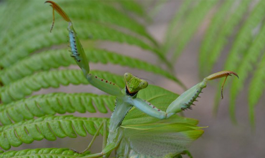 nueva-mantis-Chespirito-México-Honduras