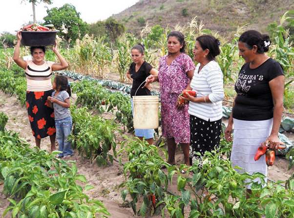 seguro de vida hombres y mujeres del campo Michoacan