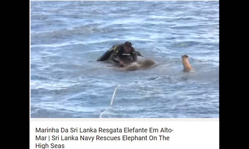 Marinos-rescatan-elefante-Sri-Lanka-costa