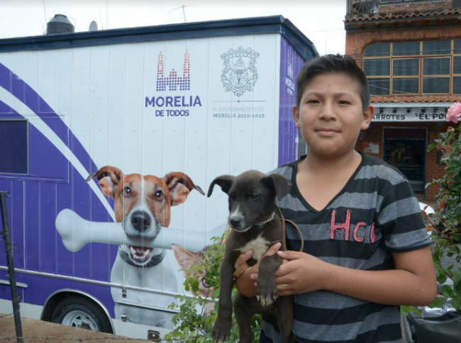 Morelia cuidado y atencion animal