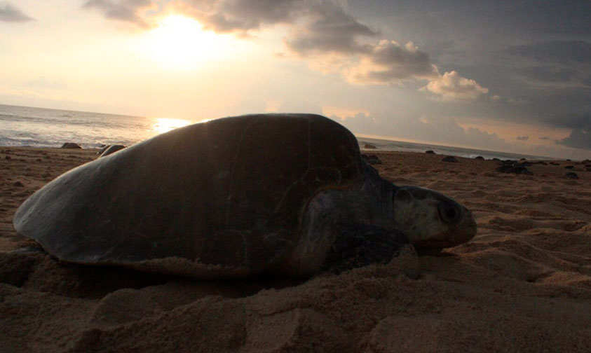 arribo-tortugas-Michoacan-2