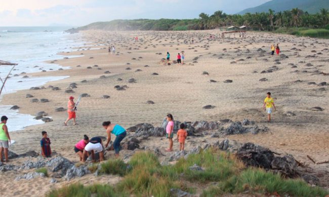 arribo-tortugas-Michoacan