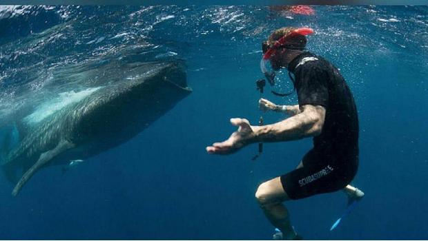 nadando con tiburones