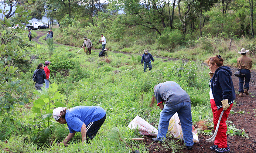 reforestación-Parque-Nacional-Uruapan-Michoacán-2017