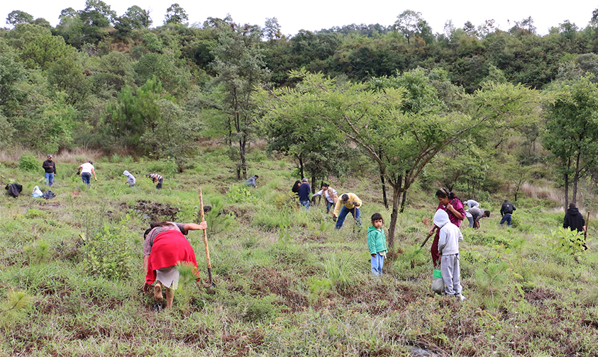 reforestación-Parque-Nacional-Uruapan-Michoacán-2017f