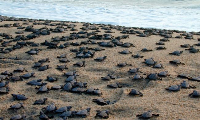 tortuga-costa-Michoacan