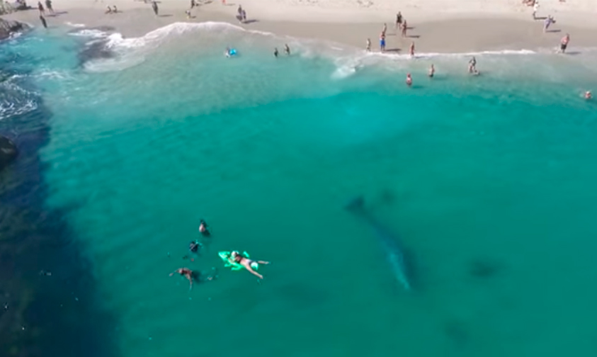 ballena-gris-costa-California