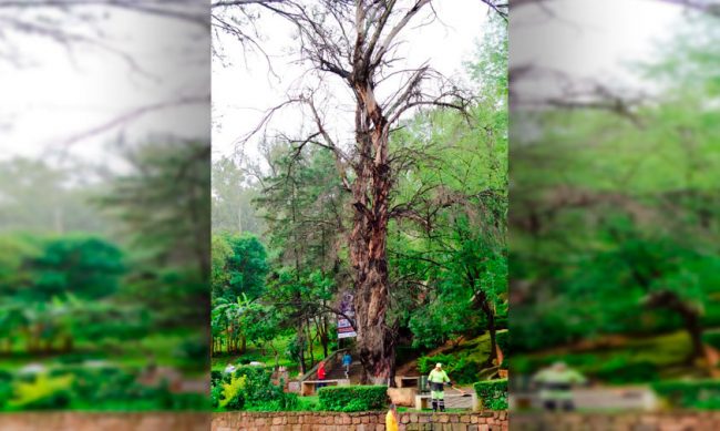 derribo-arboles-Morelia