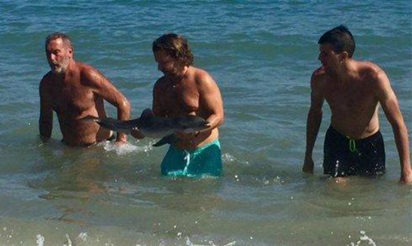 muere-bebé-delfín-acoso-bañistas-Almería-España-playas
