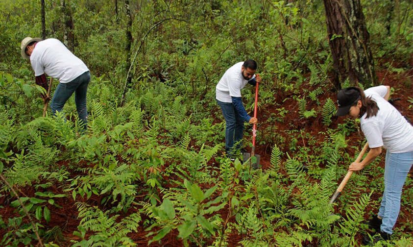 reforestación-Parque-Nacional-Uruapan-1