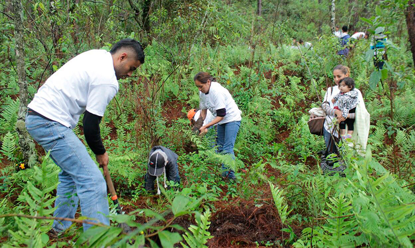 reforestación-Parque-Nacional-Uruapan-1