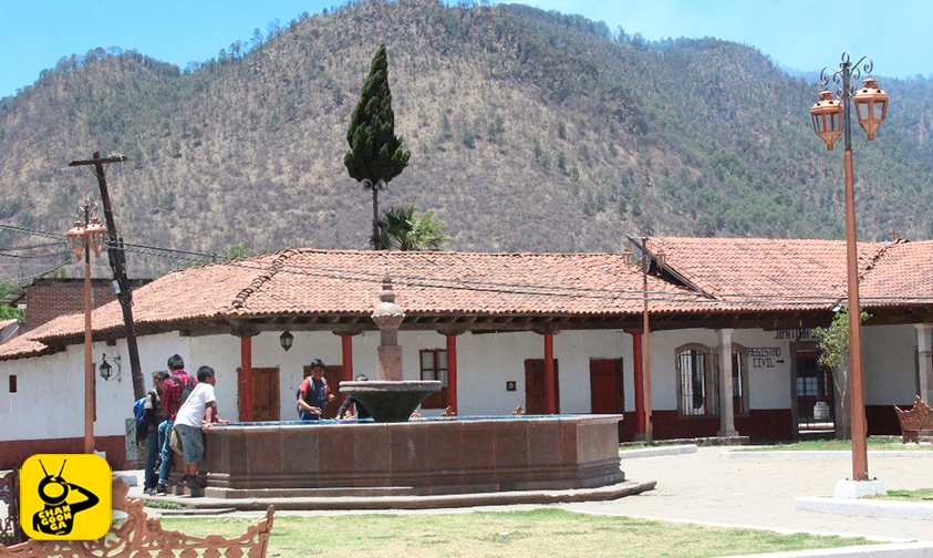 tala-clandestina-pinos-talamontes-Cuanajo-Michoacán