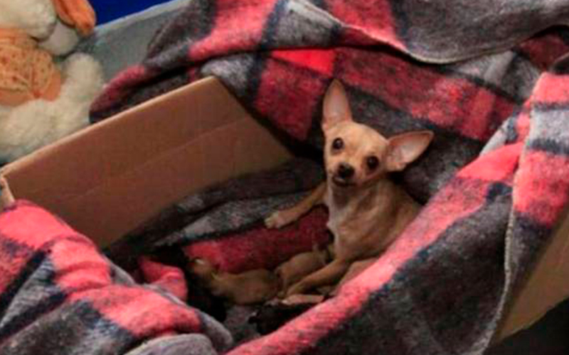Perrita-Chihuahua
