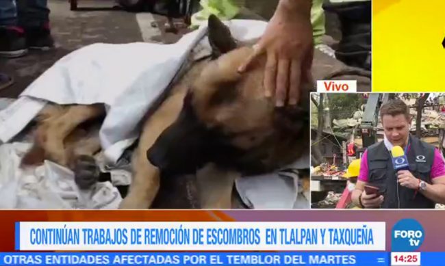 Perro-rescatista-Titan-Ciudad-de-Mexico