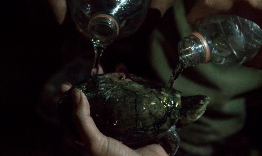 Sismo-Ciudad-de-México-rescata-tortuga-escombros--3