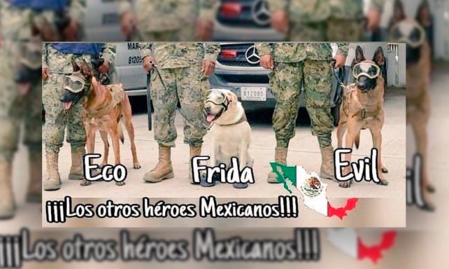 perros-rescatistas-2