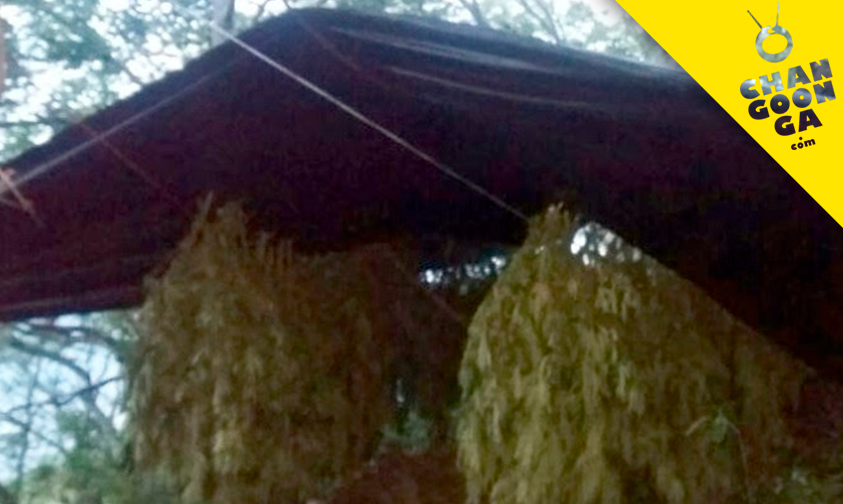 queman-marihuana-Tumbiscatio-Michoacán