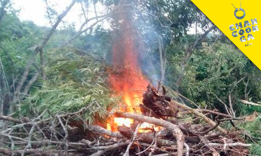 queman-marihuana-Tumbiscatio-Michoacán