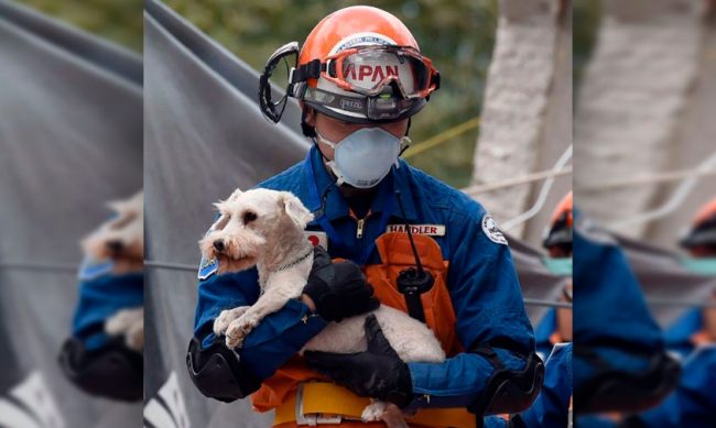 rescatistas-Japon-mascota-CDMX-2