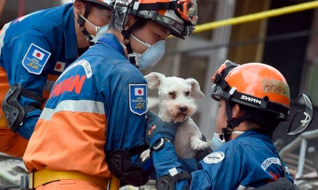 rescatistas-Japon-mascota-CDMX-3