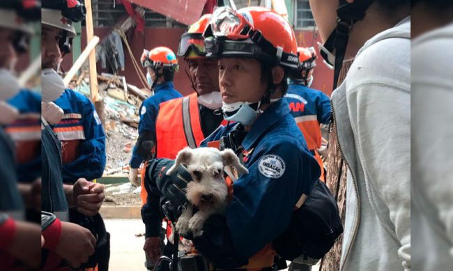 rescatistas-Japon-mascota-CDMX