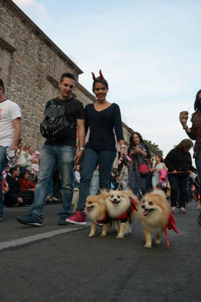 Centro Histórico de Morelia albergó el Desfile de Mascotas