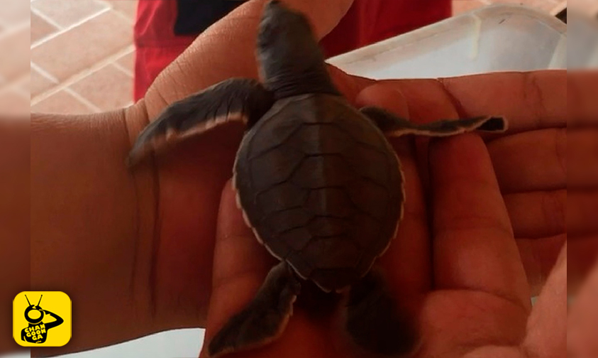 Liberación-tortuga-marina-Playa-Azul-2017