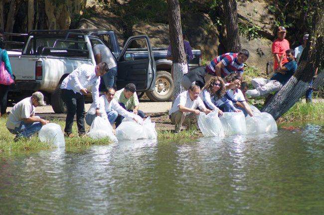 Siembra Compesca 150 mil crías de tilapia en Tacámbaro