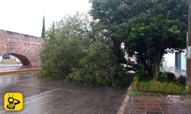 cae-arbol-Acueducto-Morelia