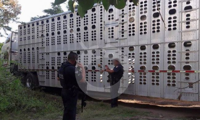 camion-ganado-Parácuaro