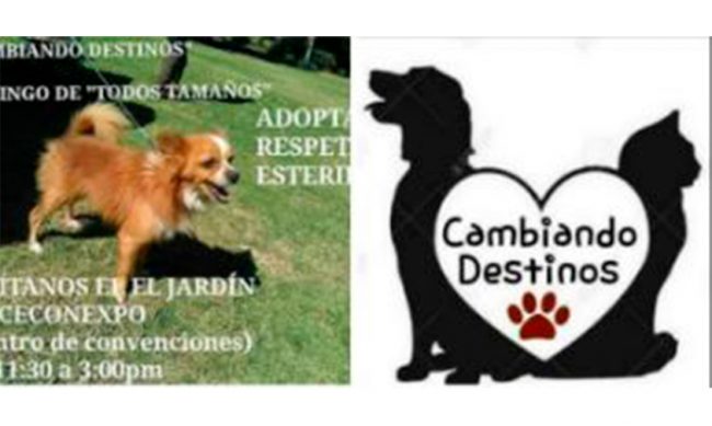 feria-adopción-perros-gatos-Morelia