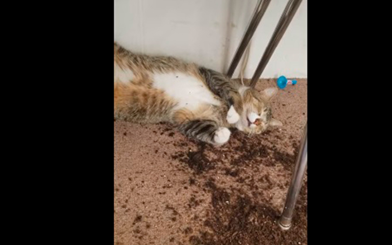 gatos-comen-marihuana