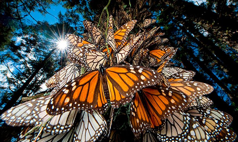 mariposa-Monarca-santuario