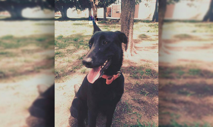 perrita-Baby-manifestacion-2