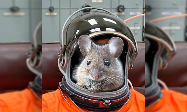 raton-espacio-NASA