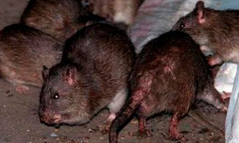 Ratas Muerden A Niños En Un Edificio De Miami Y Van A Dar Al Hospital