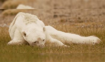 oso-polar-desnutrido-calentamiento-global