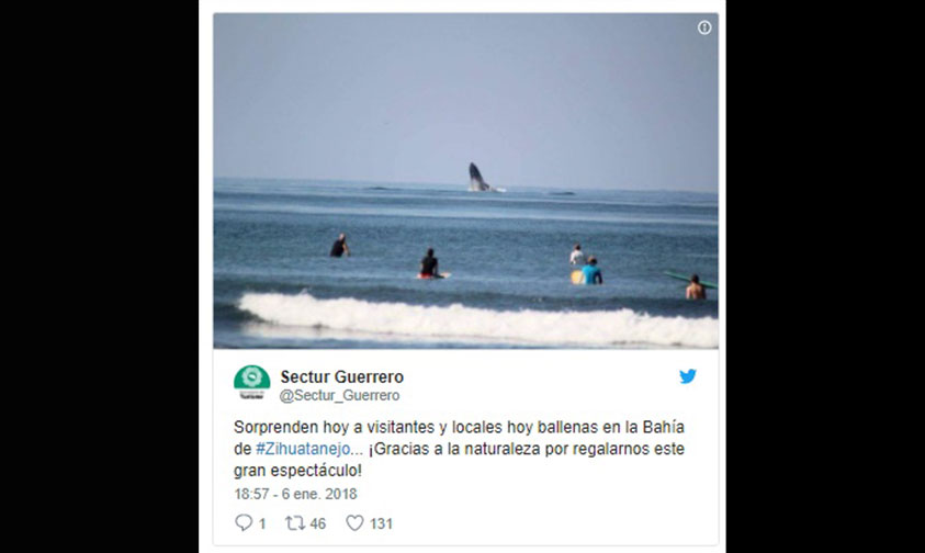 ballena-Guerrero